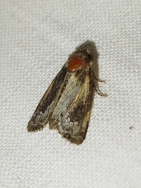 Oligia strigilis - kormos dudvabagoly