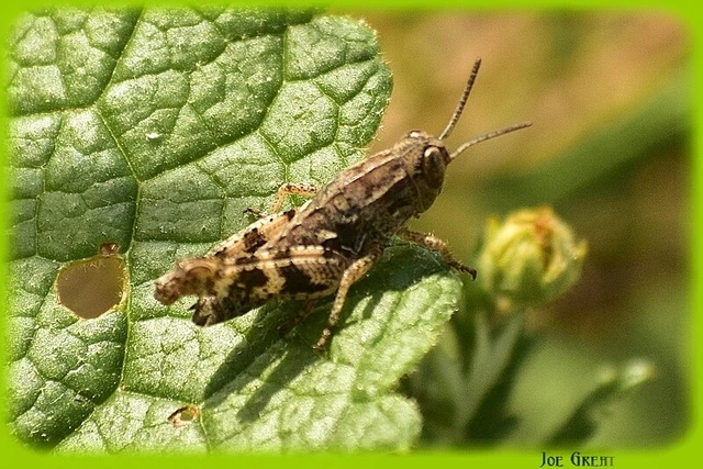 Orthoptera - Egyenesszárnyúak