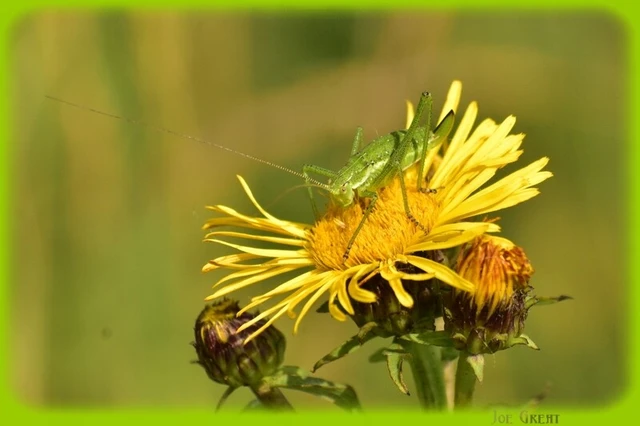 Leptophyes