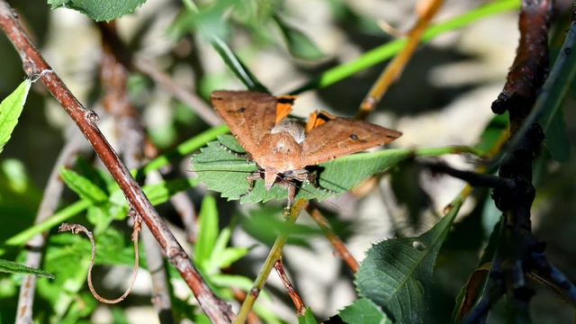 Noctua pronuba - nagy sárgafűbagoly