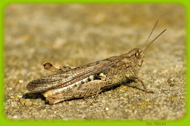 Chorthippus