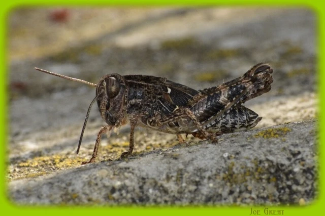 Orthoptera - Egyenesszárnyúak