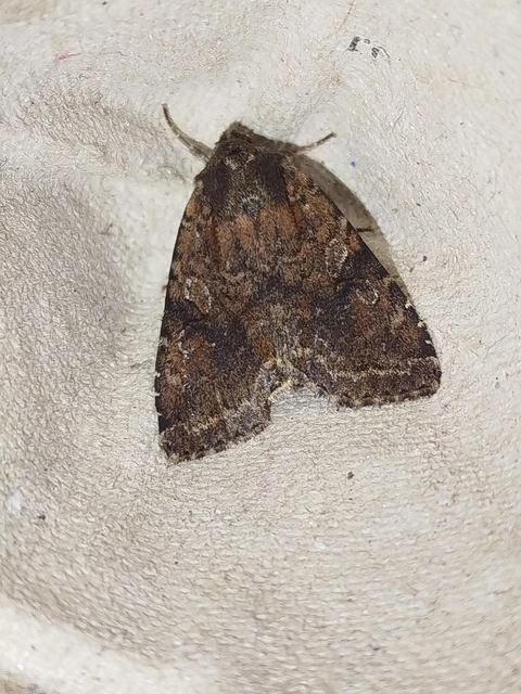 Apterogenum ypsillon - ipszilon-erdeibagoly