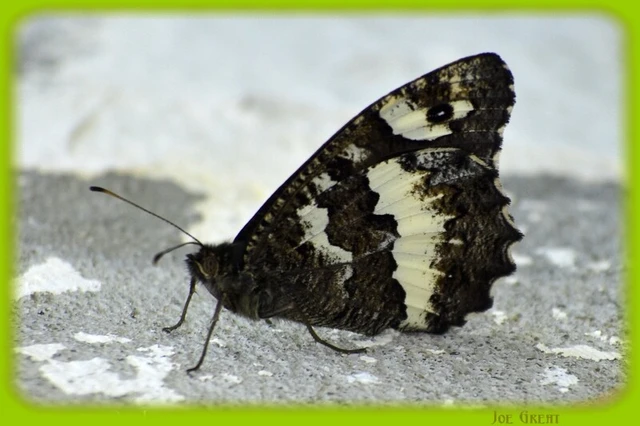 Brintesia circe - fehéröves szemeslepke