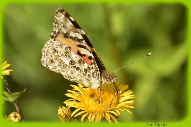 Vanessa cardui - bogáncslepke