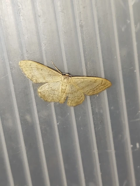 Idaea deversaria - egyszínű sávosaraszoló