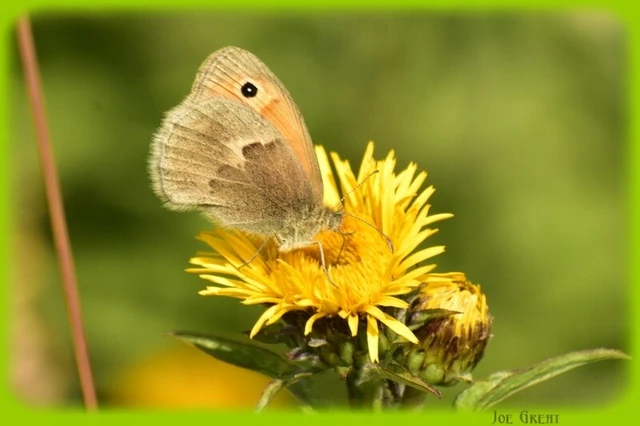 Coenonympha pamphilus - kis szénalepke