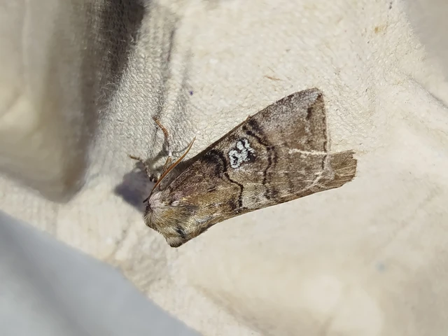 Tethea ocularis - pápaszemes pihésszövő