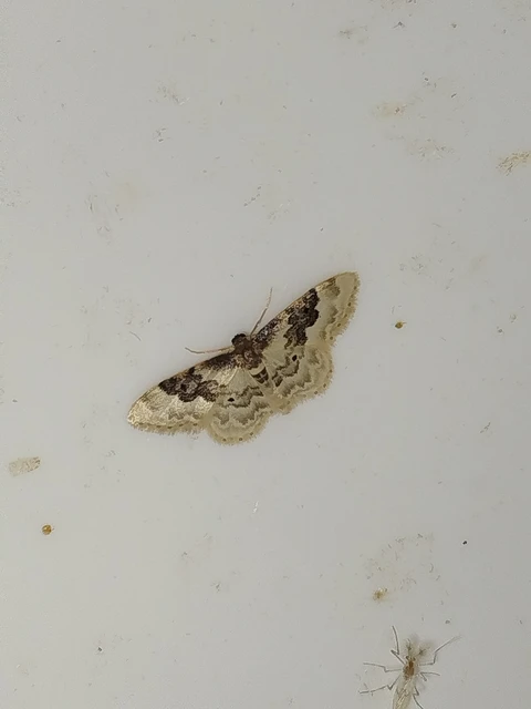 Idaea rusticata - tarka apróaraszoló