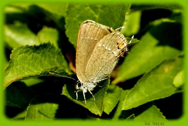 Satyrium acaciae - akác-csücsköslepke