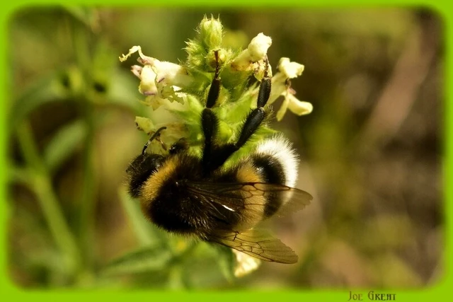 Hymenoptera - Hártyásszárnyúak