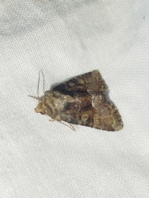 Oligia strigilis/latruncula/versicolor