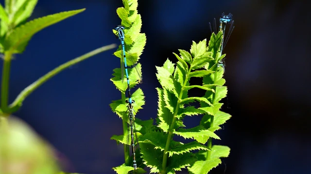 Coenagrion puella - azúrkék légivadász