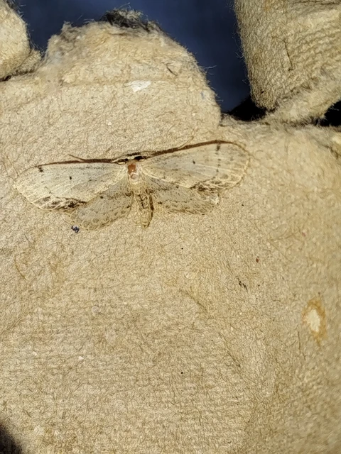 Idaea dimidiata - gyakori apróaraszoló