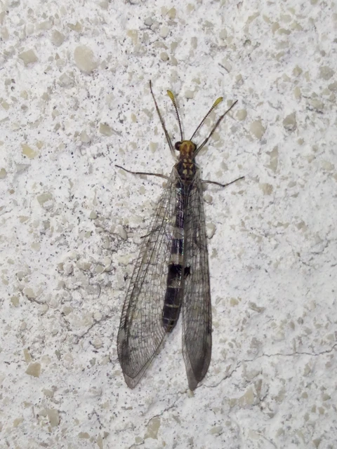 Megistopus flavicornis - kétfoltos hangyaleső