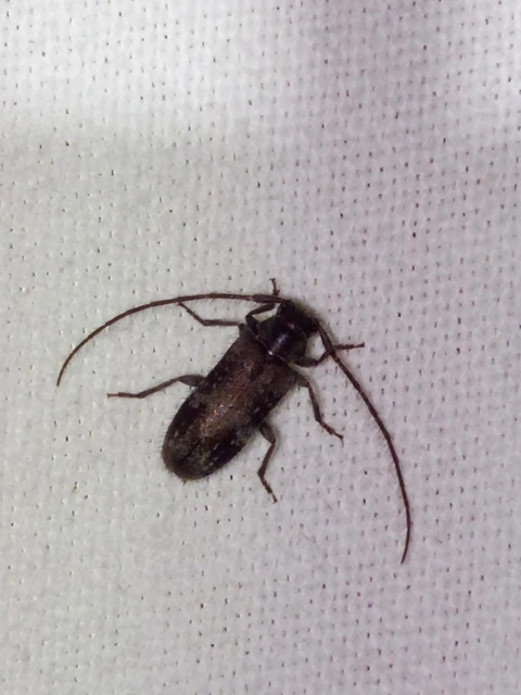 Exocentrus adspersus - tölgyfa-rőzsecincér