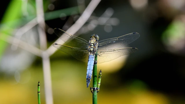 Orthetrum cancellatum - feketefarkú pásztorszitakötő