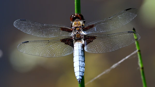 Libellula depressa - széles laposacsa