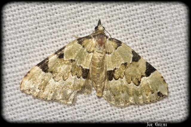 Colostygia pectinataria - zöld levélaraszoló