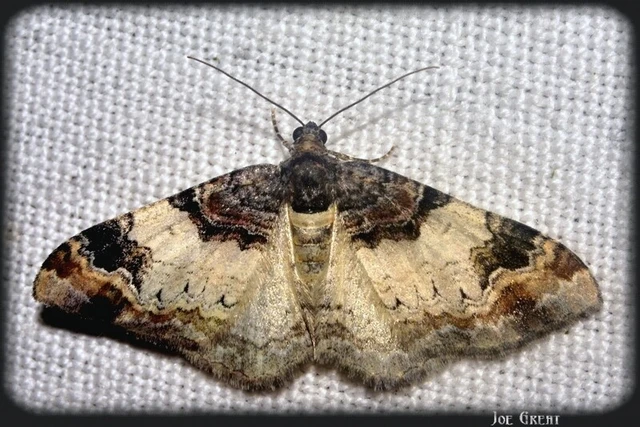 Catarhoe cuculata - csuklyás tarkaaraszoló