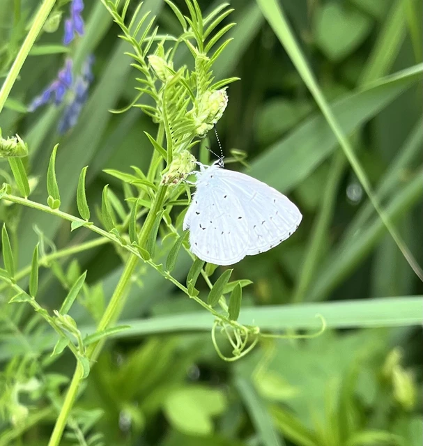 Celastrina argiolus - bengeboglárka