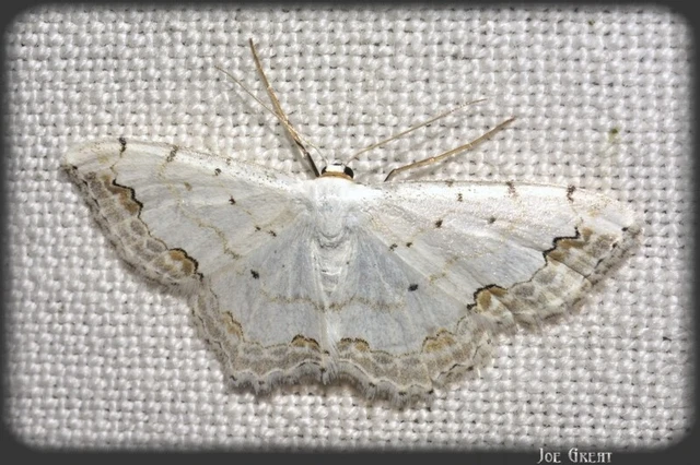 Scopula ornata - díszes fehéraraszoló
