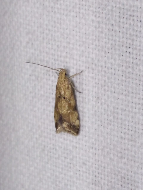 Brachmia blandella - fészeklakó lápimoly