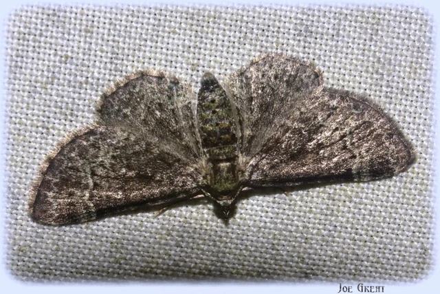 Pasiphila rectangulata - almavirág-araszoló