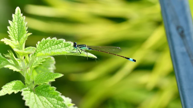Ischnura elegans pontica - kéköves légivadász