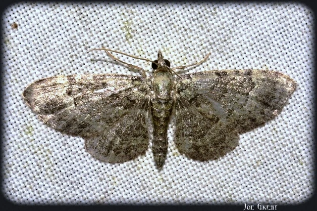 Pasiphila rectangulata - almavirág-araszoló