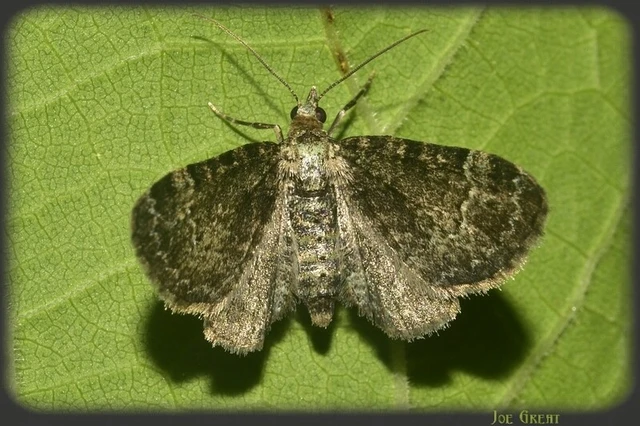 Pasiphila rectangulata - almavirág-araszoló