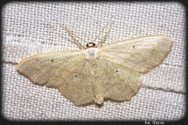 Scopula nigropunctata - feketepettyes araszoló