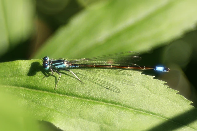Ischnura elegans pontica - kéköves légivadász