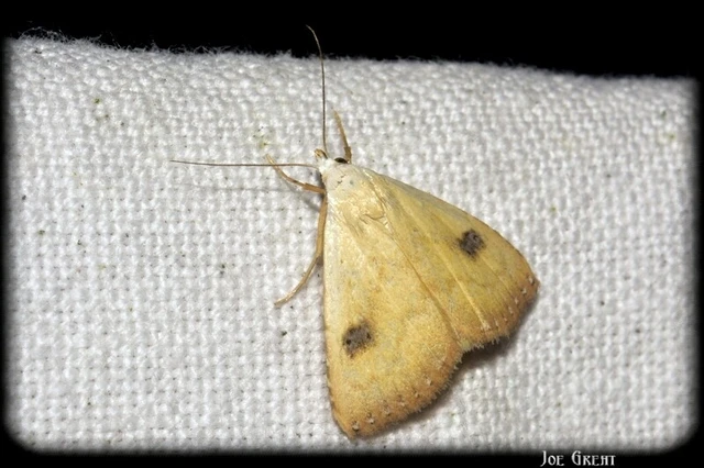 Rivula sericealis - selymes lórombagoly