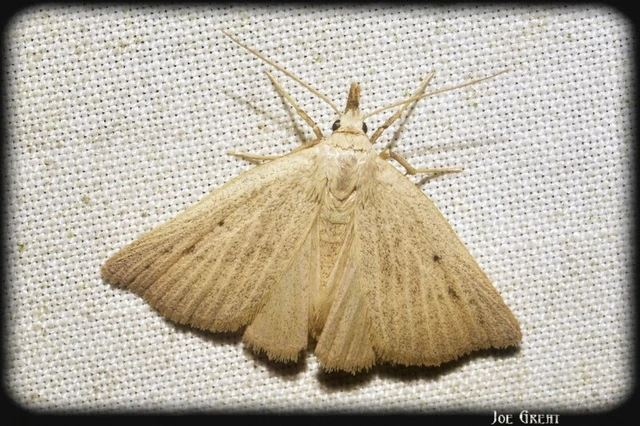 Macrochilo cribrumalis - csontszínű karcsúbagoly