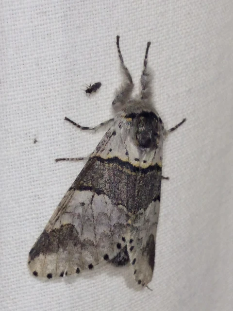 Furcula bifida - kis púposszövő
