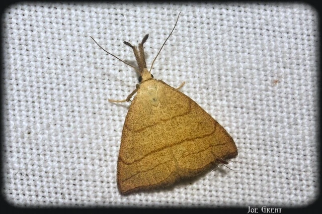Polypogon tentacularia - sötétaljú karcsúbagoly
