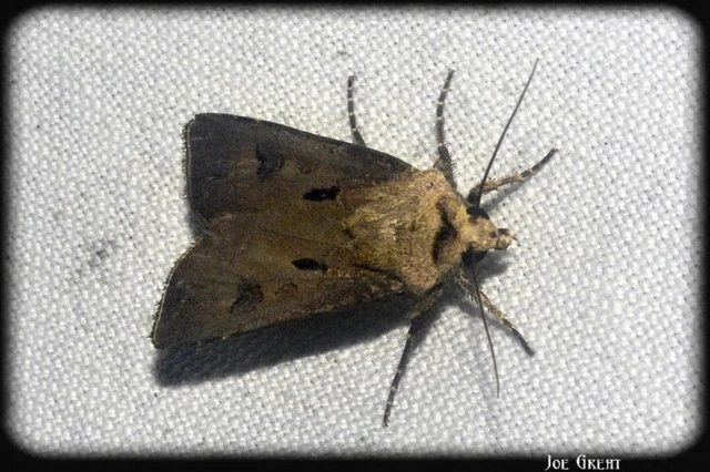 Agrotis exclamationis - felkiáltójeles földibagoly