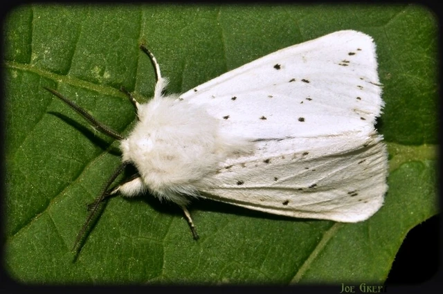 Spilosoma lubricipedum - tejszínű medvelepke