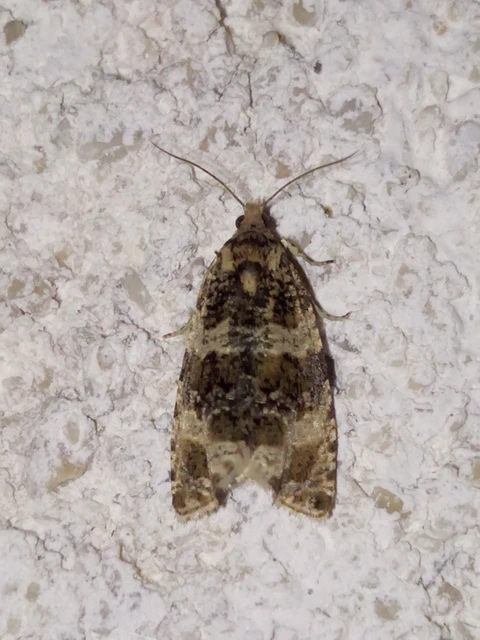 Celypha