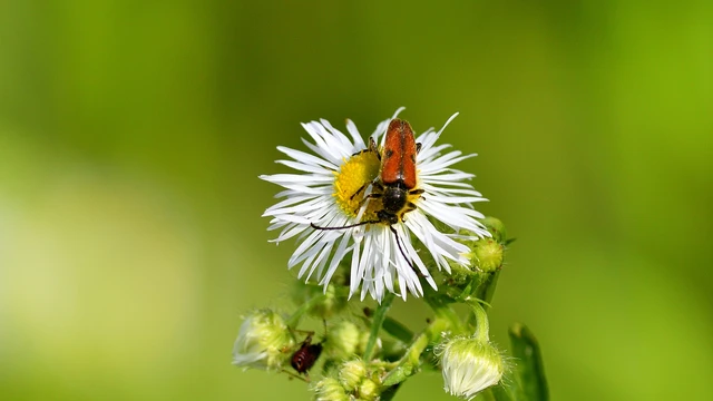Vadonia unipunctata - kétpettyes virágcincér