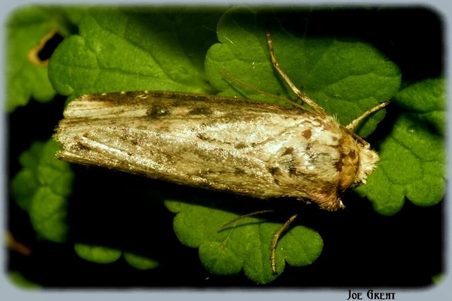 Axylia putris - vonalkás földibagoly
