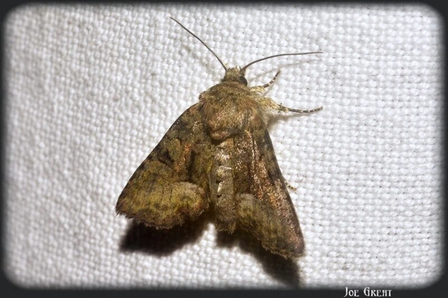 Oligia strigilis/latruncula/versicolor