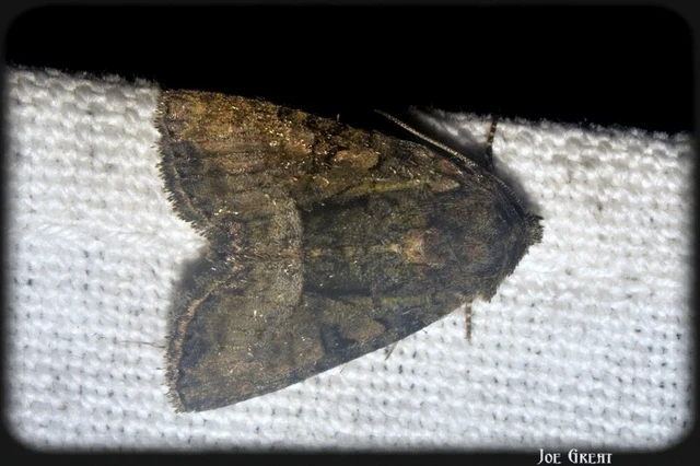 Oligia strigilis/latruncula/versicolor