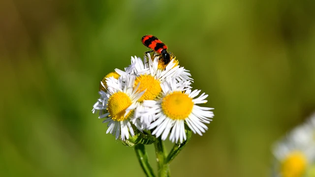 Trichodes apiarius - szalagos méhészbogár
