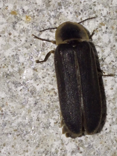 Lampyris noctiluca - nagy szentjánosbogár