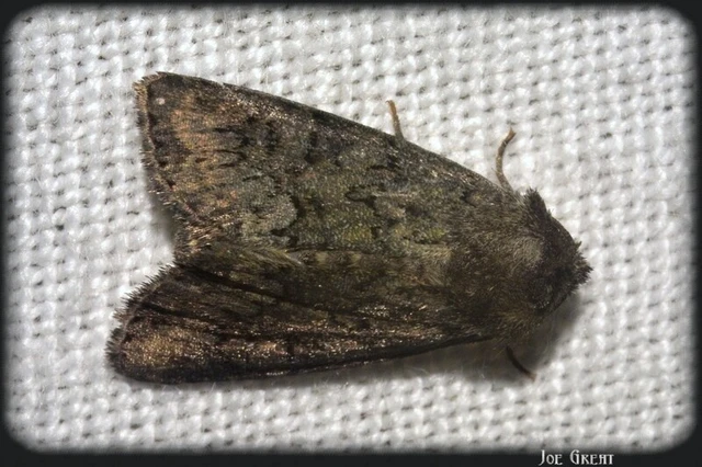 Oligia strigilis - kormos dudvabagoly