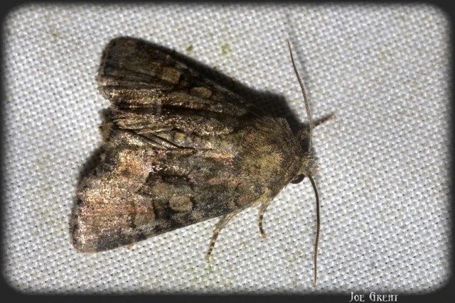 Oligia strigilis/latruncula/versicolor