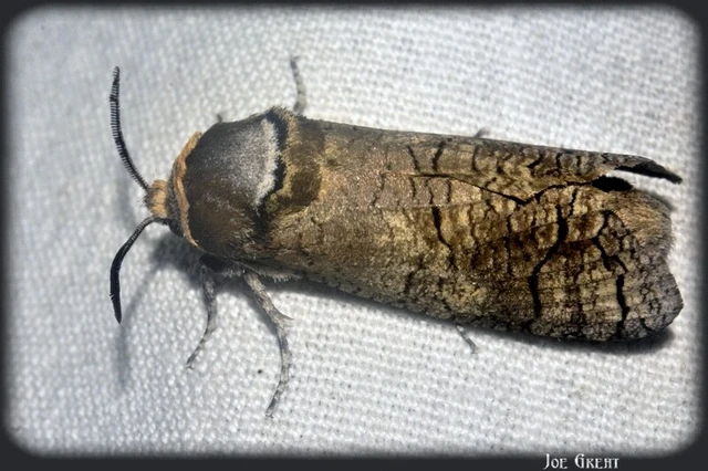 Cossus cossus - fűzfarontólepke