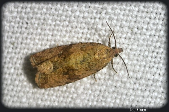 Celypha striana - pitypangfúró tükrösmoly